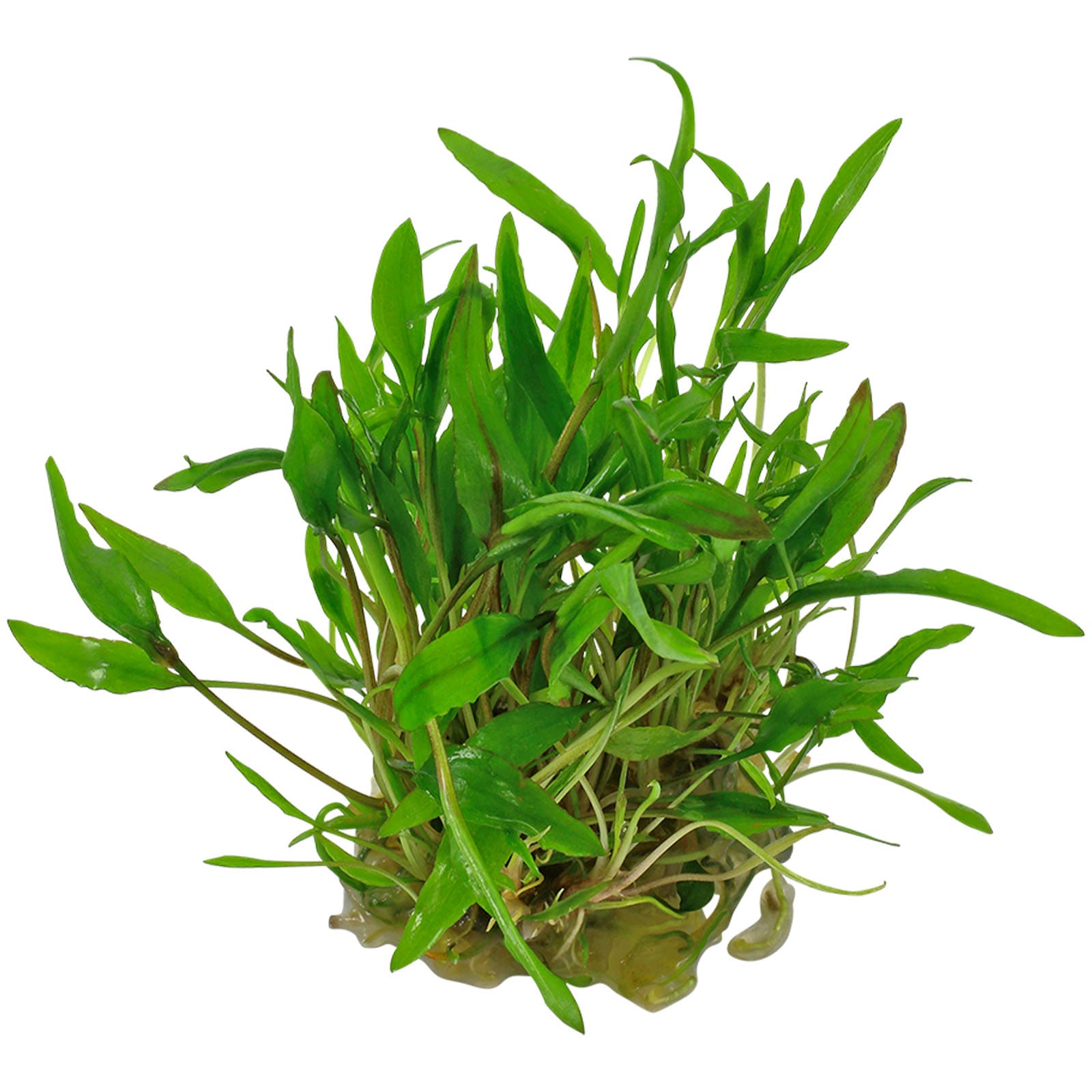 Cryptocoryne wendtii 'Green'