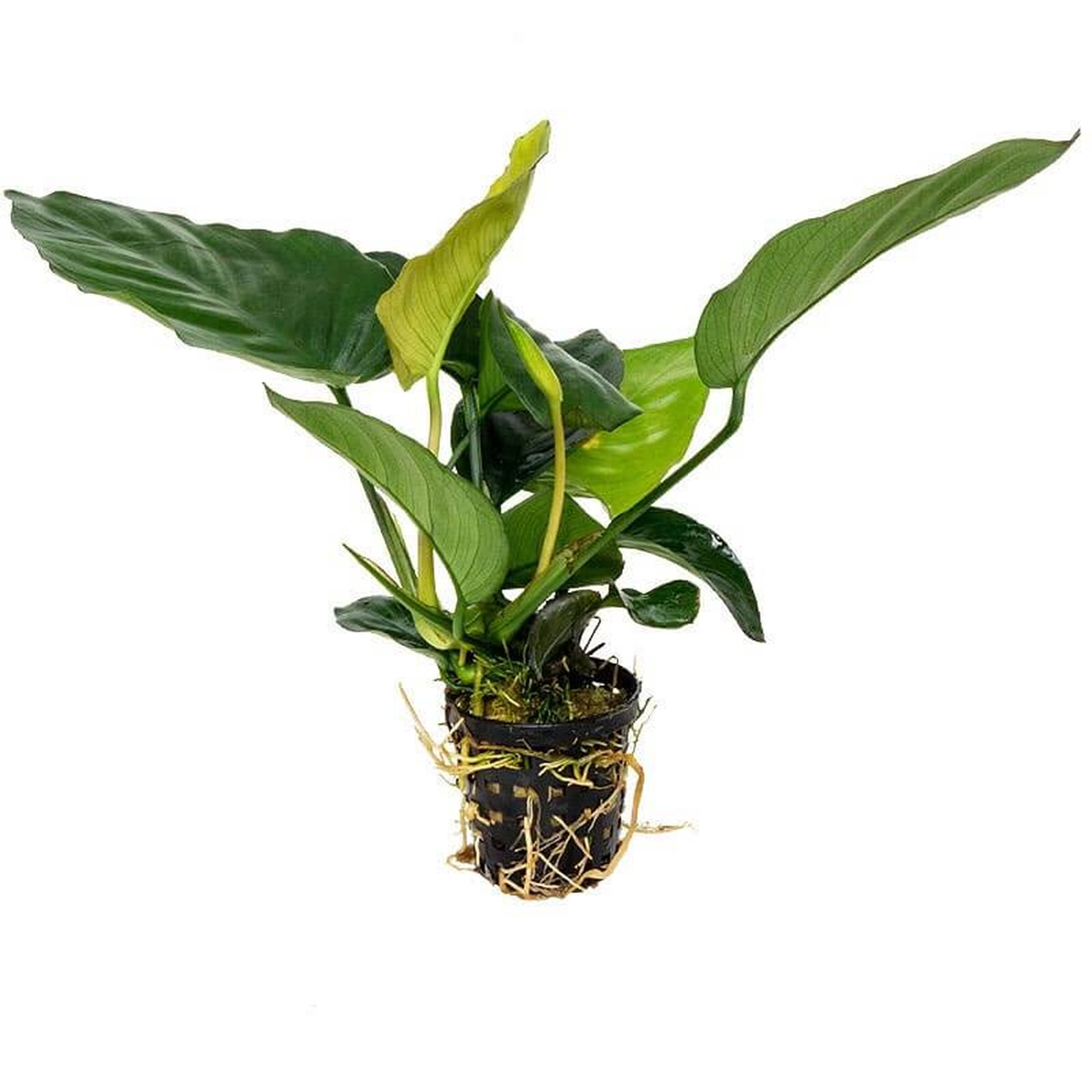 Tropica Anubias barteri var caladiifolia