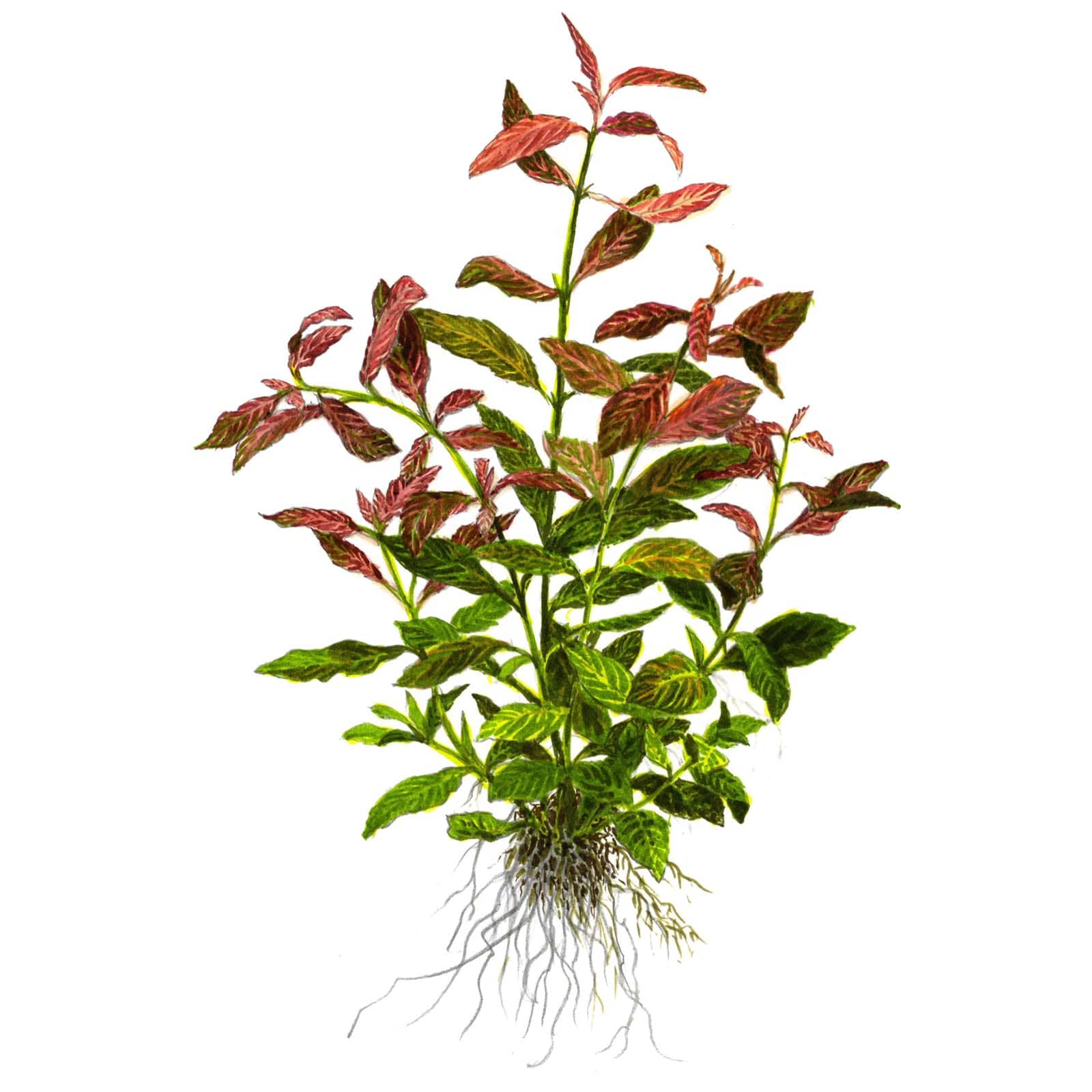 Tropica Hygrophila polysperma 'Rosanervig' Illustration