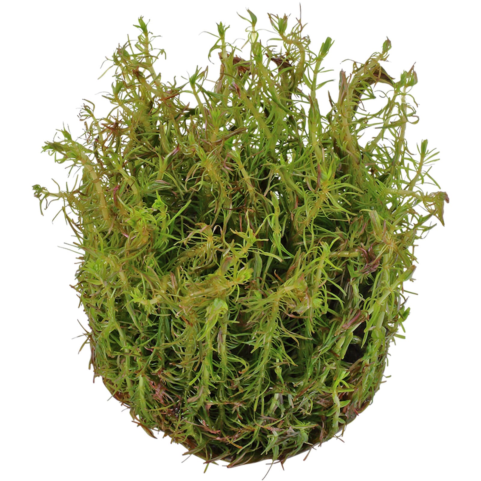 Rotala Wallichii Lose