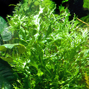 Microsorum pteropus Windeløv im Aquarium