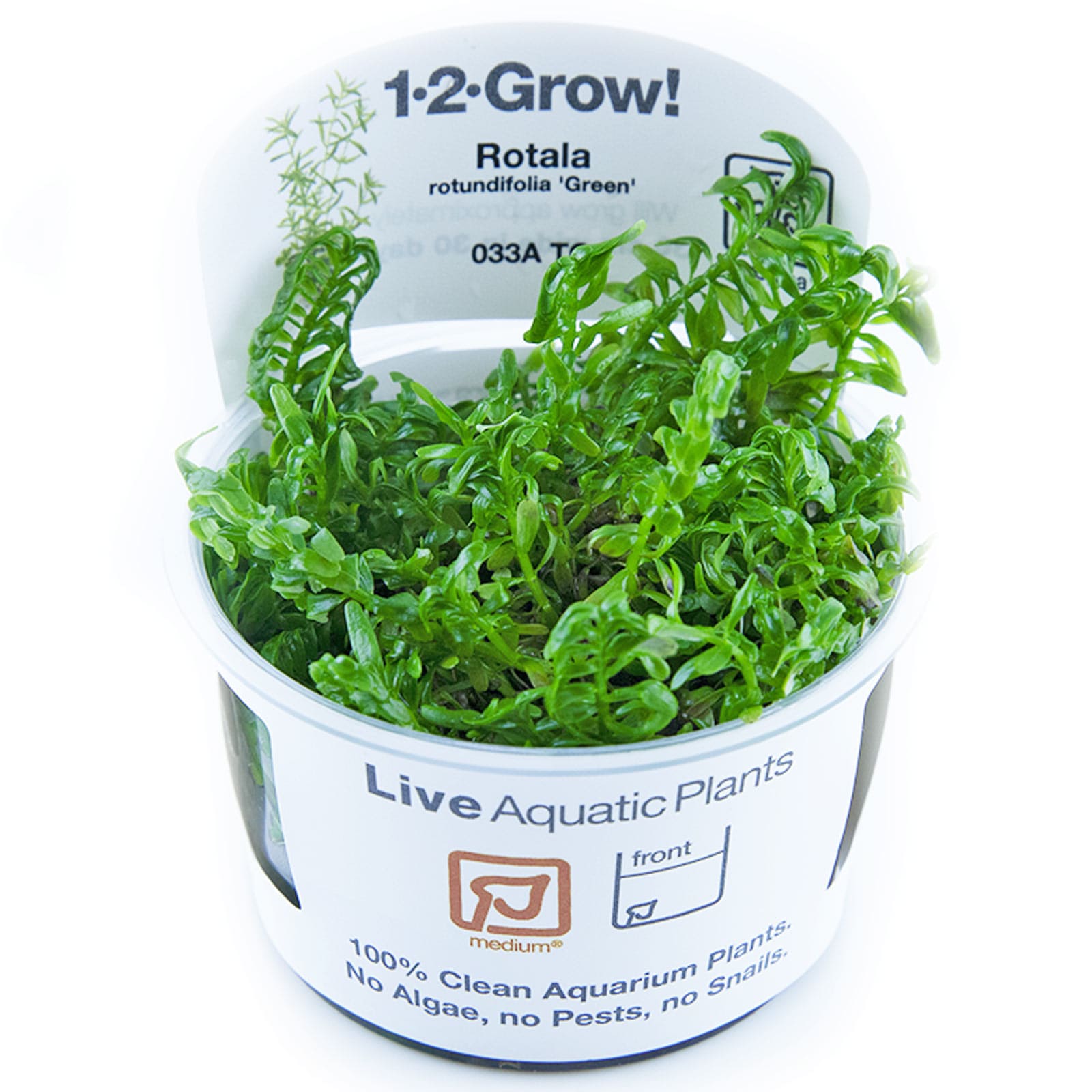 Rotala rotundifolia &amp;quot;Green&amp;quot;