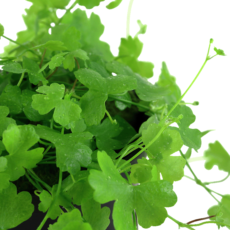 Aquariumpflanze Hydrocotyle tripartita