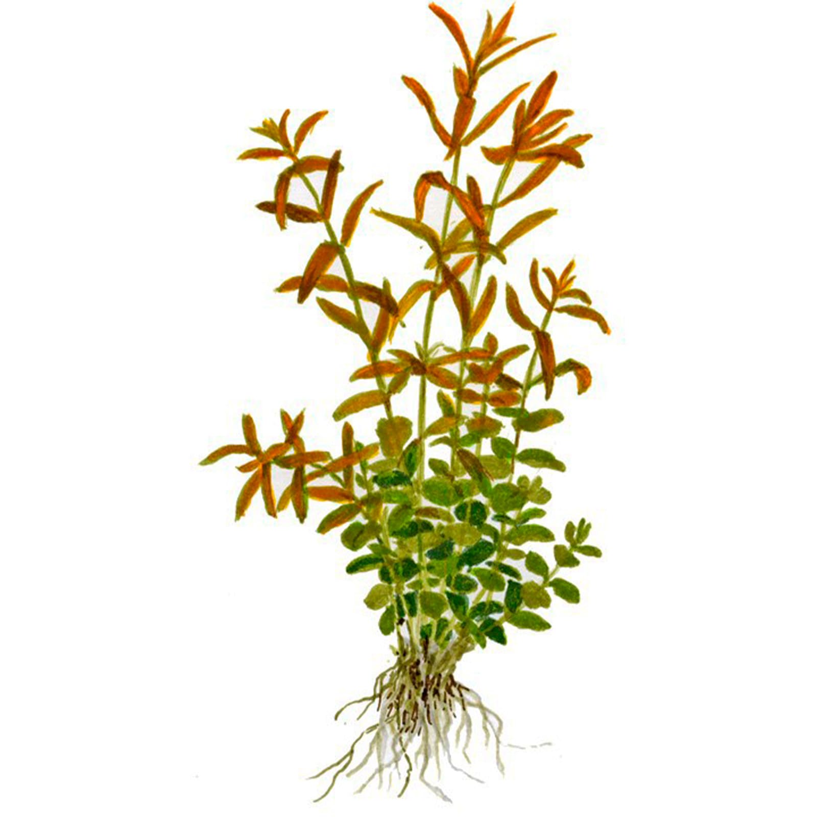 Rotala rotundifolia