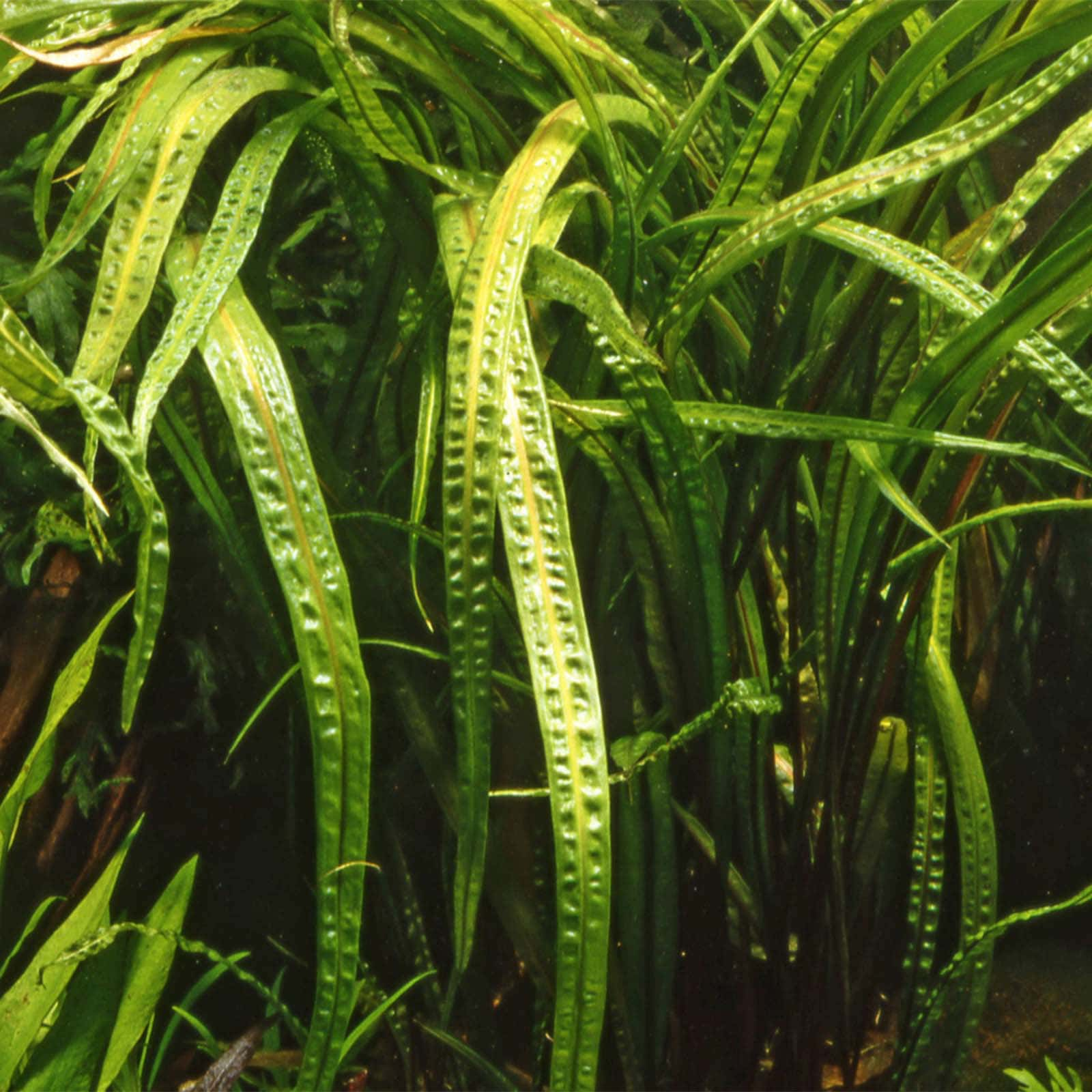 Cryptocoryne crispatula var. balansae