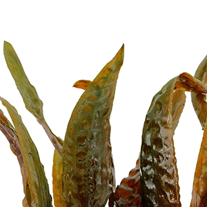 Aquariumpflanze Cryptocoryne usteriana