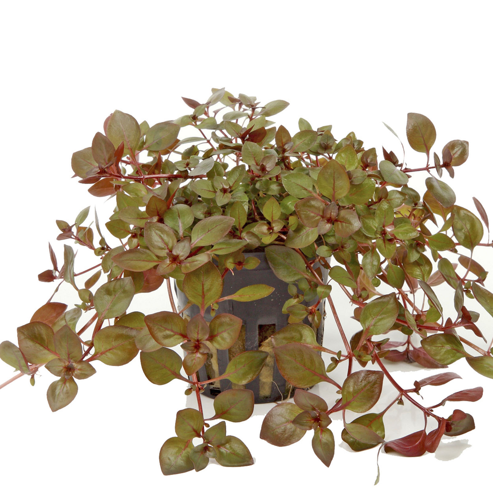 Ludwigia palustris "Super Red" Topf A