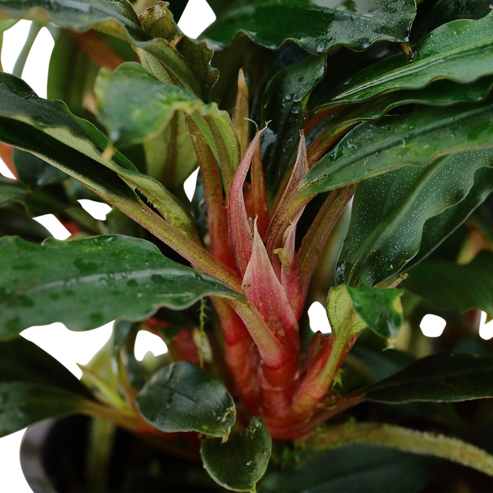 Tropica Bucephalandra sp. 'Red' Blatt