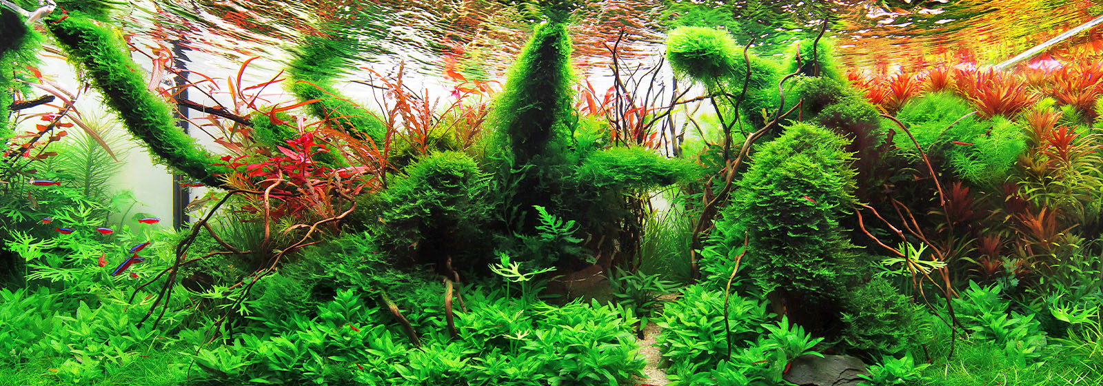 banner-aquascaping