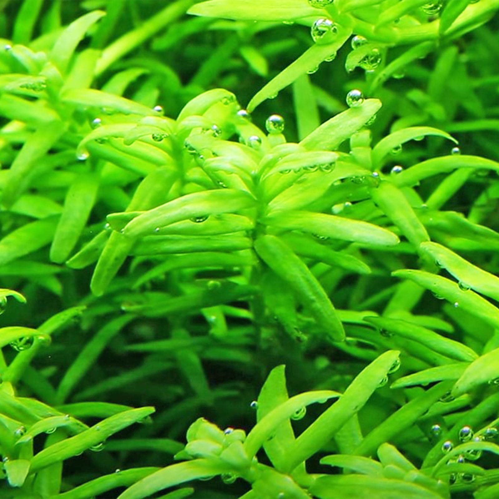 Rotala rotundifolia &amp;quot;Green&amp;quot; Aquarium