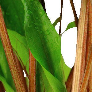 Cryptocoryne undulata - Broad Leaves