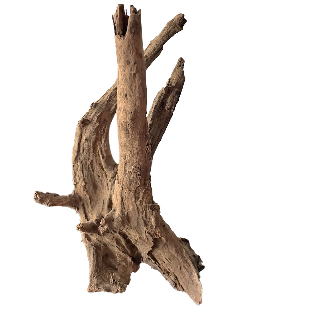 Corbo Wurzel Pin Wood S