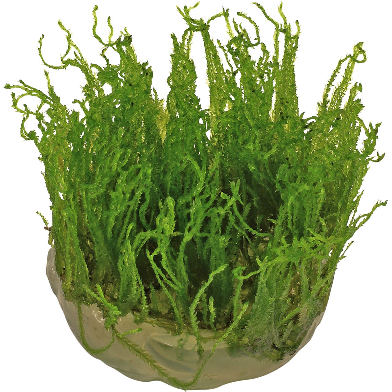 taxiphyllum-alternans-taiwan-moss-in-vitro