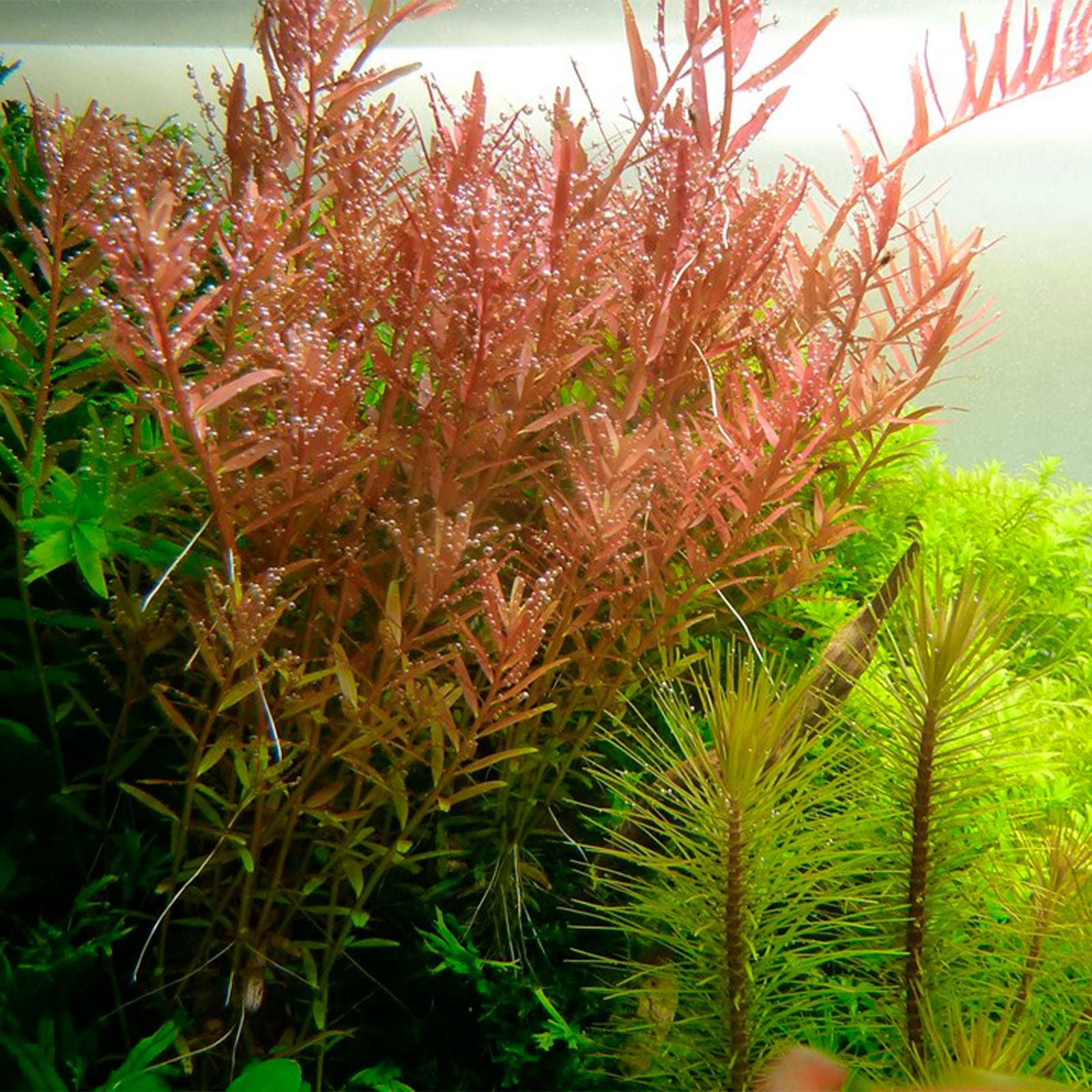 Rotala rotundifolia