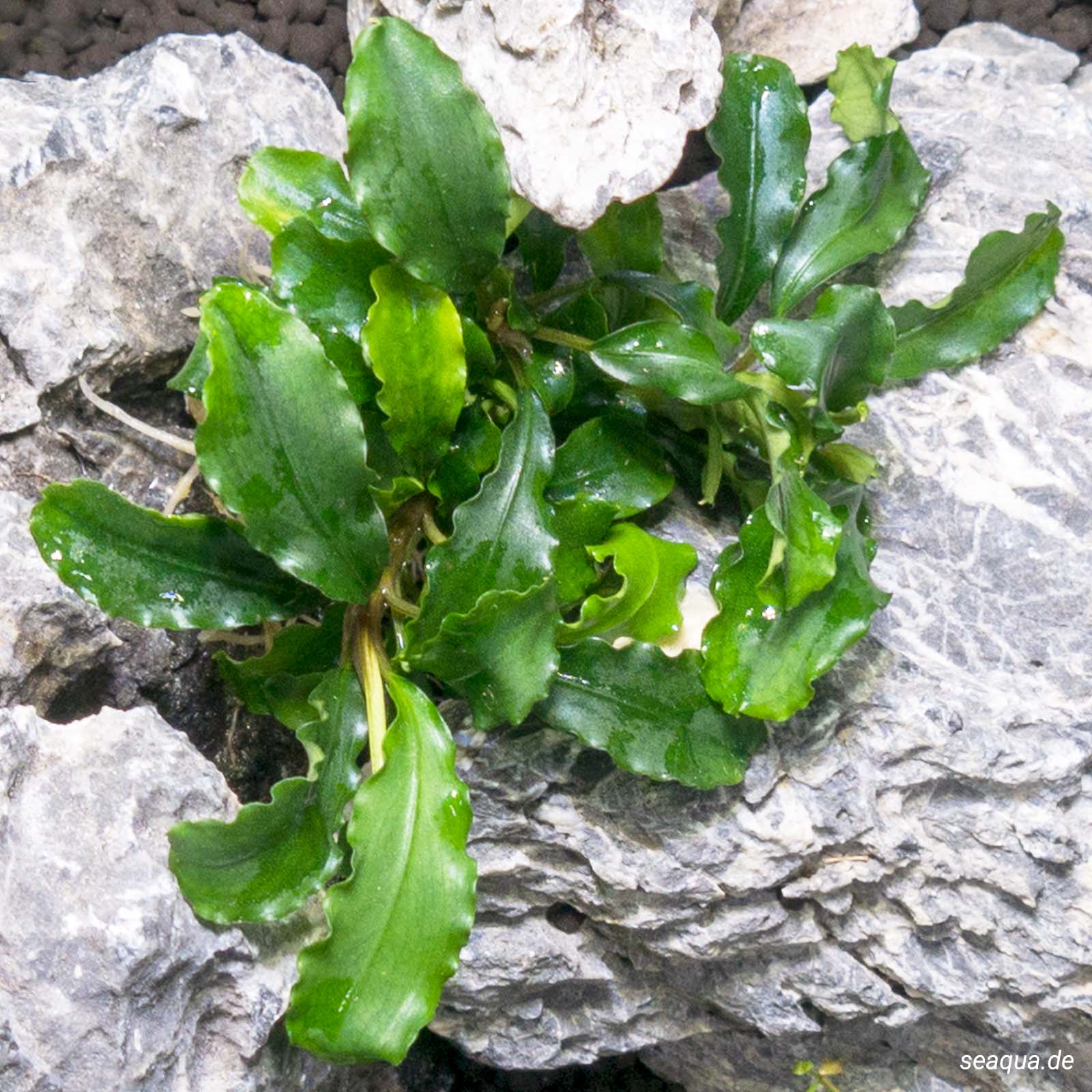 Bucephalandra 'Wavy Green' Topf