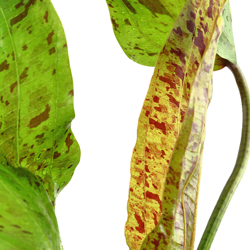 Echinodorus Ozelot rot