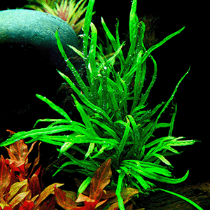 Microsorum pteropus Trident im Aquarium