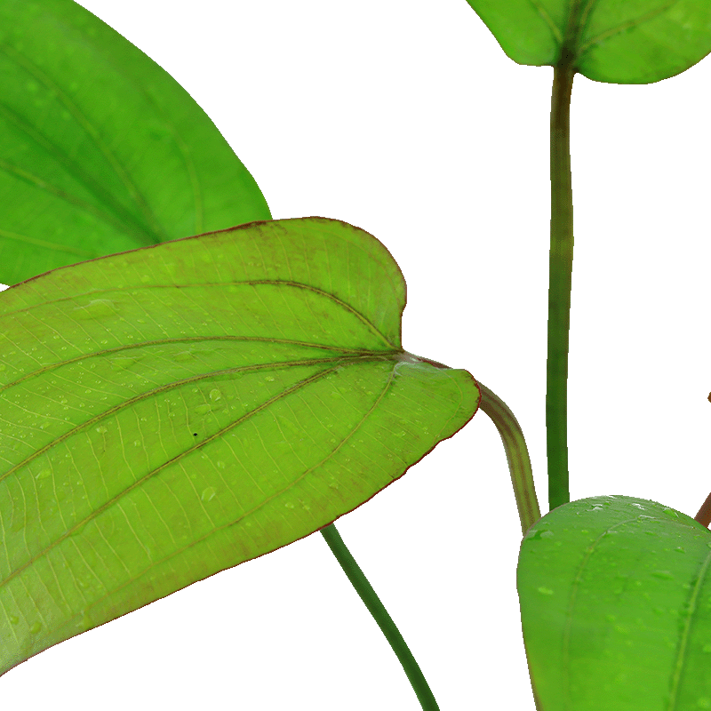 Echinodorus barthii Aquariumpflanze