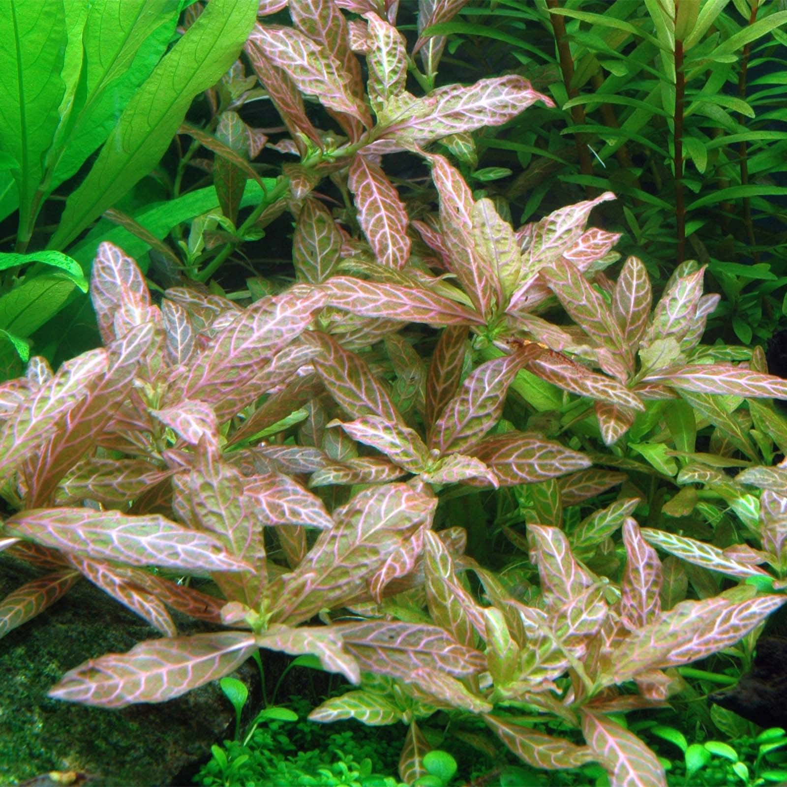 Tropica Hygrophila polysperma 'Rosanervig' Aquarium