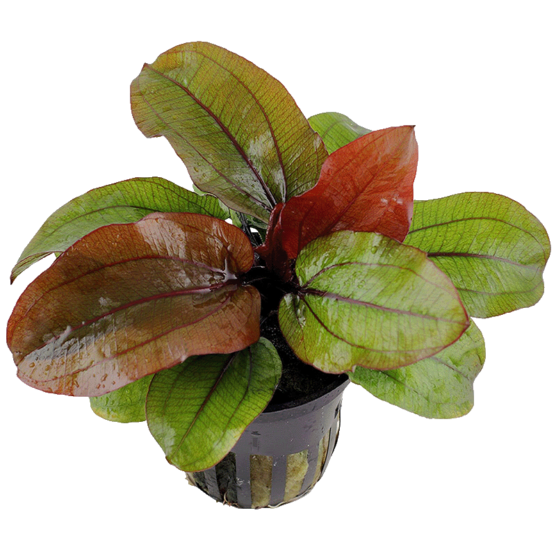 Echinodorus Reni Rot