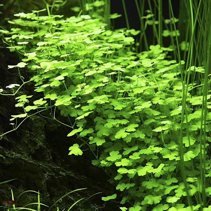 Hydrocotyle tripartita im Aquarium