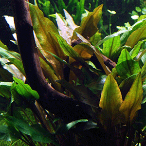 Cryptocoryne undulata - Broad Leaves Aquarium