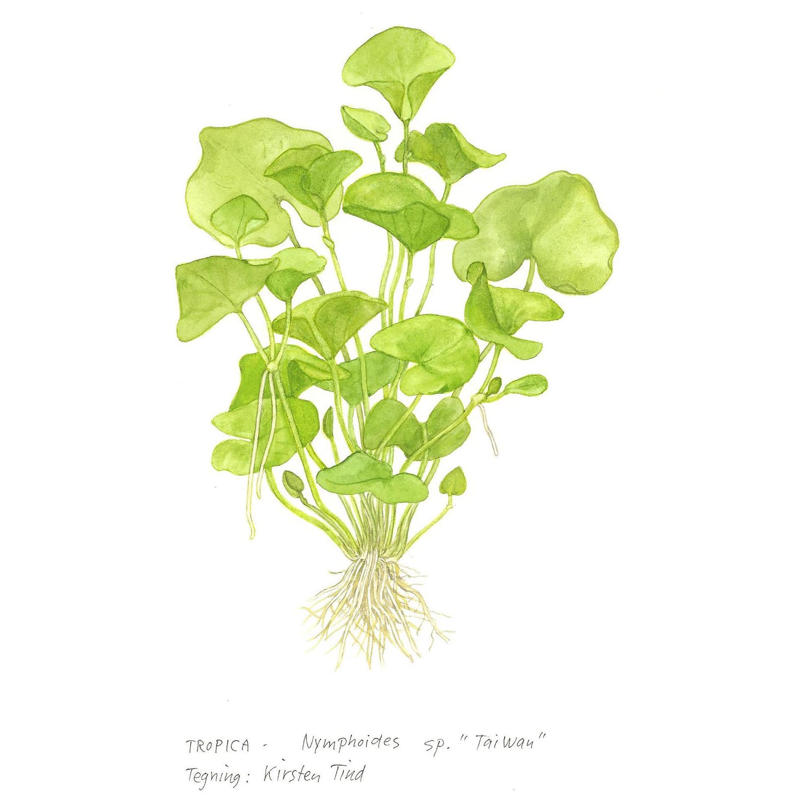 Tropica Nymphoides hydrophylla 'Taiwan' Illustration