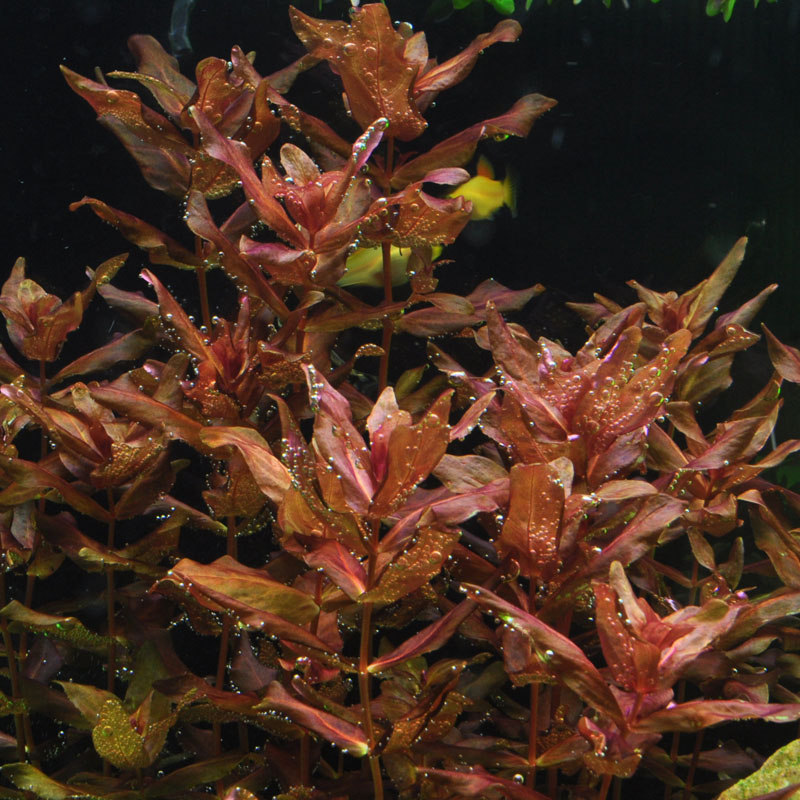 Rotala macrandra