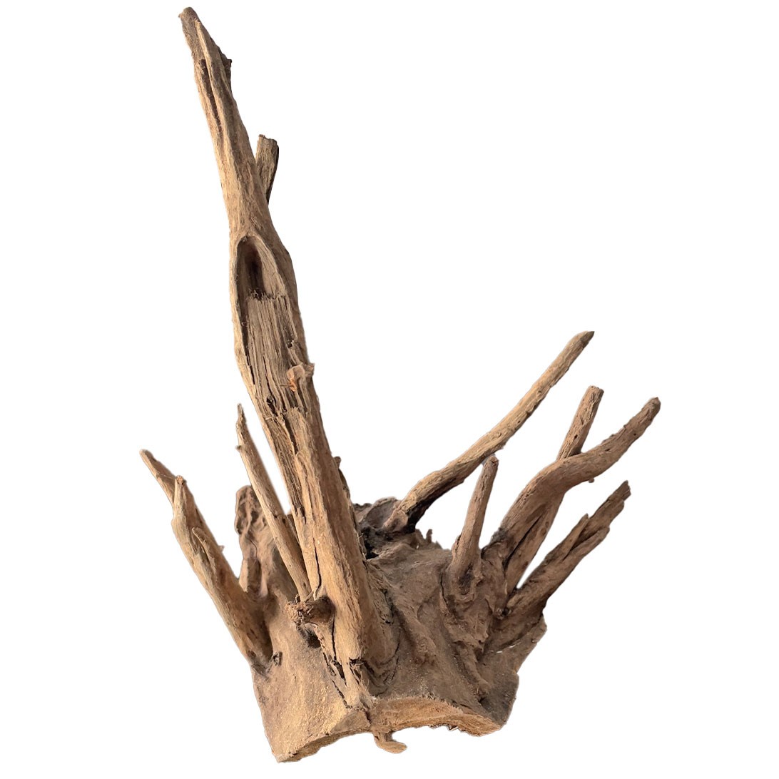 Corbo Wurzel Pin Wood S
