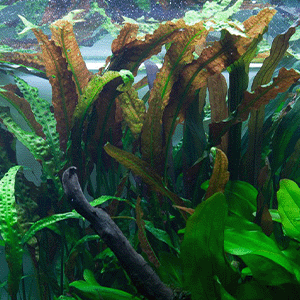 Cryptocoryne usteriana im Aquarium